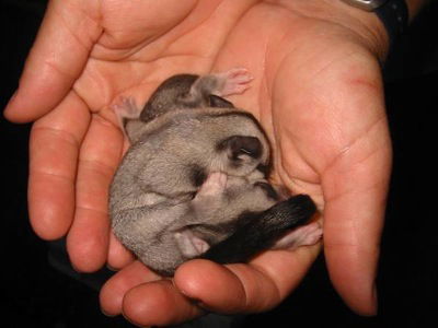 Cool Companions - Accommodation Coffs Harbour 0