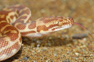 Cool Companions - Accommodation Coffs Harbour 1