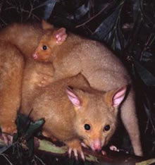 Geckoes Wildlife Presentations - Accommodation Coffs Harbour 1