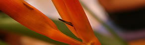 Zen Day Spa - Accommodation Coffs Harbour 0