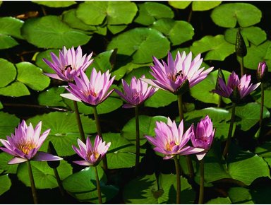 Zen Day Spa - Accommodation Coffs Harbour 2