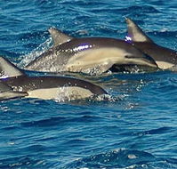 Dolphin Swim Australia - Accommodation Coffs Harbour