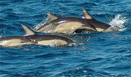 Dolphin Swim Australia - Accommodation Coffs Harbour 0