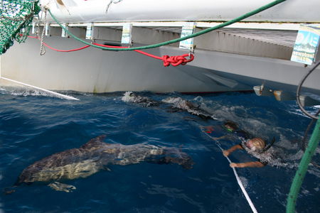 Dolphin Swim Australia - Accommodation Coffs Harbour 1