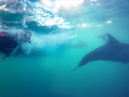 Dolphin Swim Australia - Accommodation Coffs Harbour 2