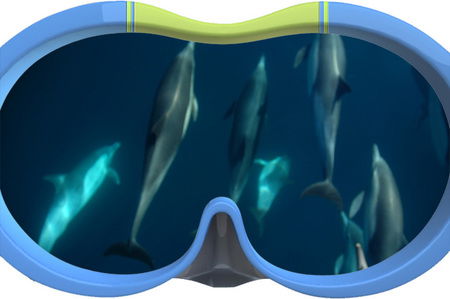 Dolphin Swim Australia - Accommodation Coffs Harbour 3