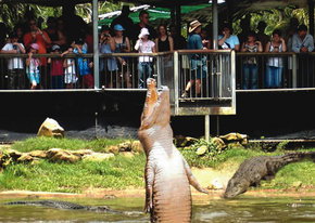 Crocodylus Park - Accommodation Coffs Harbour 2