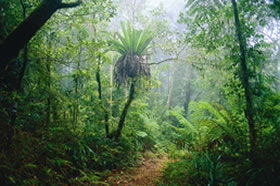 Ferny Glen QLD Accommodation Coffs Harbour