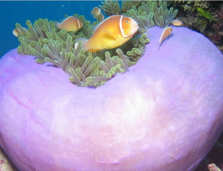 Silver Swift - Accommodation Coffs Harbour 1