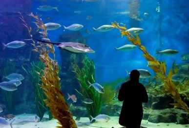 Melbourne Aquarium - Accommodation Coffs Harbour 0