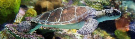 Melbourne Aquarium - Accommodation Coffs Harbour 1