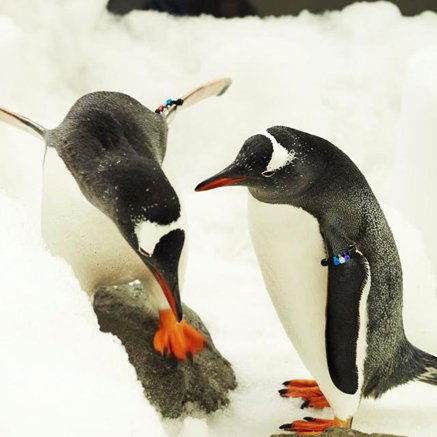 Melbourne Aquarium - Accommodation Coffs Harbour 3