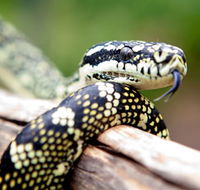 Reptile Encounters - Accommodation Coffs Harbour
