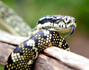 Reptile Encounters - Accommodation Coffs Harbour 0