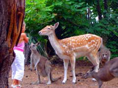 Birdland Animal Park - Accommodation Coffs Harbour 4