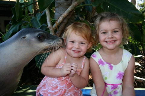 Dolphin Marine Magic - Accommodation Coffs Harbour 0