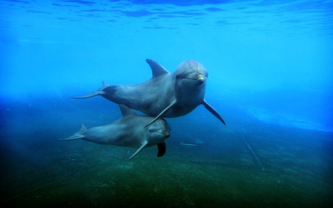 Dolphin Marine Magic - Accommodation Coffs Harbour 4