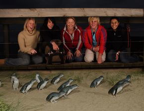 Phillip Island Penguin Parade - Accommodation Coffs Harbour 4
