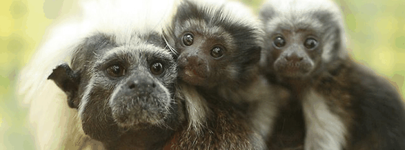 Alma Park Zoo - Accommodation Coffs Harbour 3
