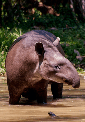 Alma Park Zoo - Accommodation Coffs Harbour 4