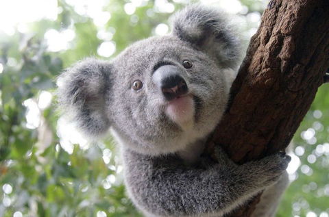 Lone Pine Koala Sanctuary - Accommodation Coffs Harbour 3