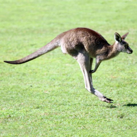 Lone Pine Koala Sanctuary - Accommodation Coffs Harbour 4