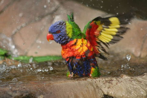 Lone Pine Koala Sanctuary - Accommodation Coffs Harbour 5