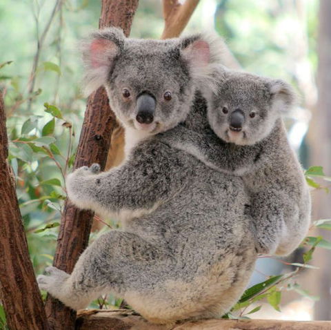 Lone Pine Koala Sanctuary - Accommodation Coffs Harbour 6