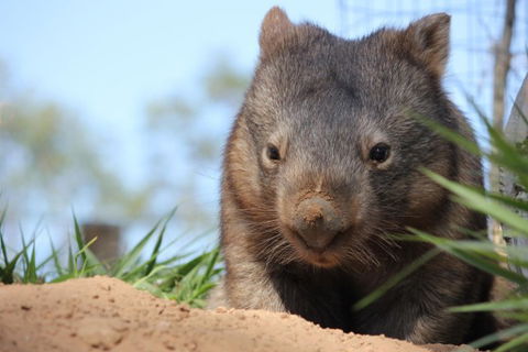 Lone Pine Koala Sanctuary - Accommodation Coffs Harbour 7