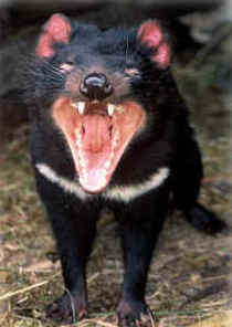 Zoo Doo Wildlife Park - Accommodation Coffs Harbour 4