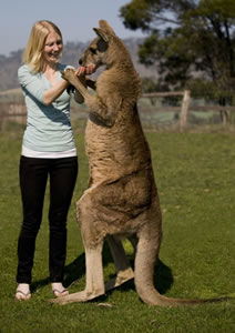 Zoo Doo Wildlife Park - Accommodation Coffs Harbour 5