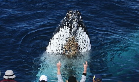 Spirit Of Gold Coast Whale Watching - Accommodation Coffs Harbour 1