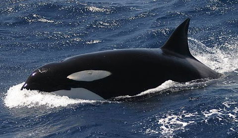 Spirit Of Gold Coast Whale Watching - Accommodation Coffs Harbour 2