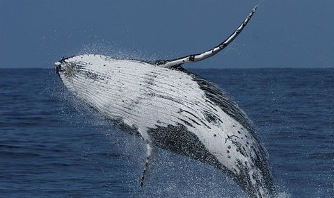 Spirit Of Gold Coast Whale Watching - Accommodation Coffs Harbour 4