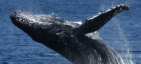 Spirit Of Gold Coast Whale Watching - Accommodation Coffs Harbour 5