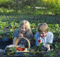 Blue Hills Berries  Cherries - Accommodation Coffs Harbour