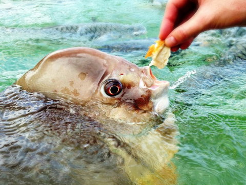 Aquascene Fish Feeding Sanctuary - Accommodation Coffs Harbour 1