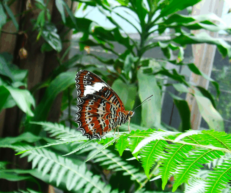 Australian Butterfly Sanctuary - Accommodation Coffs Harbour 1