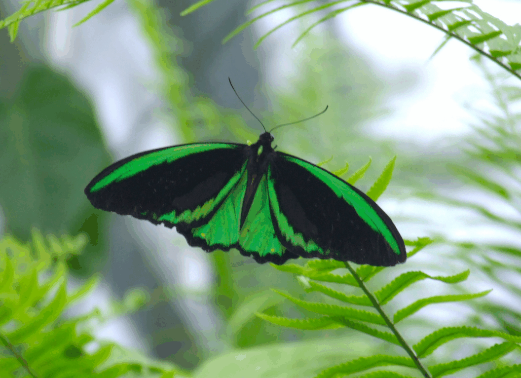 Australian Butterfly Sanctuary - Accommodation Coffs Harbour 2