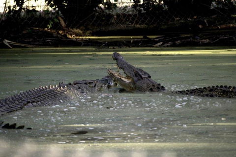 Billabong Sanctuary - Accommodation Coffs Harbour 3