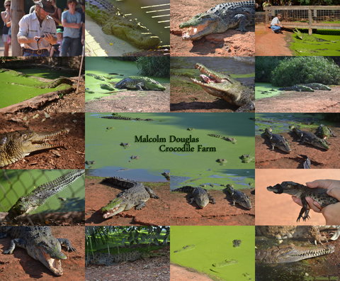 The Malcolm Douglas Crocodile Park - Accommodation Coffs Harbour 0