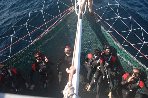 Dolphin Swim Australia - Accommodation Coffs Harbour 4