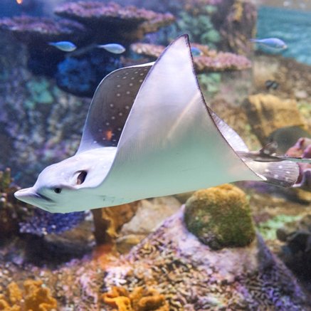 Melbourne Aquarium - Accommodation Coffs Harbour 4