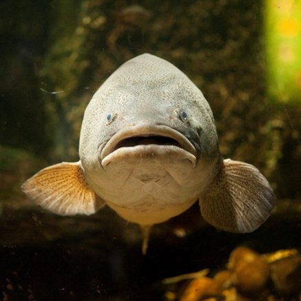 Melbourne Aquarium - Accommodation Coffs Harbour 5