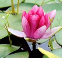 The Lotus Day Spa and Retreat - Accommodation Coffs Harbour
