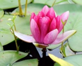 The Lotus Day Spa And Retreat - Accommodation Coffs Harbour 0