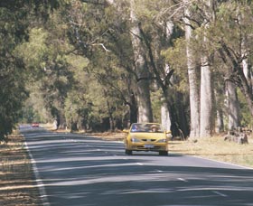 Ludlow Tuart Forest - Accommodation Coffs Harbour 0