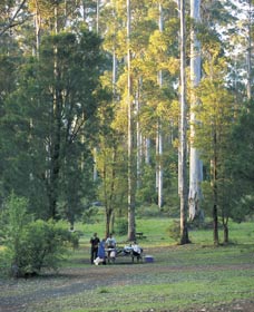 Big Brook Arboretum - Accommodation Coffs Harbour 0