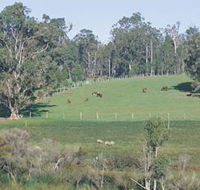 Scenic Drives - Bunbury Collie Donnybrook - Accommodation Coffs Harbour