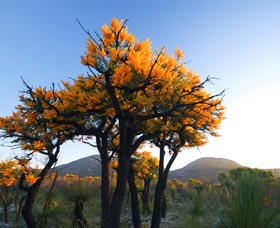 Cape Le Grand National Park - Accommodation Coffs Harbour 0